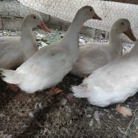 مرغ و خروس بزرگ و اردک