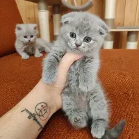 گربه اسکاتیش بریتیش