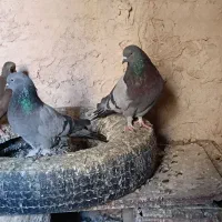 سبز نردم سفید اصفهانی|پرنده|نجفآباد, کشاورز|دیوار