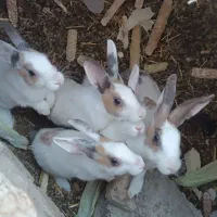 خرگوش،بچه