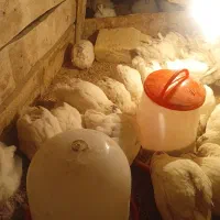 بلدرچین تخم گذار