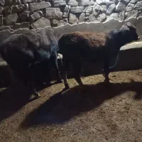 فروش پورتس گوساله|حیوانات مزرعه|سیمینه, |دیوار