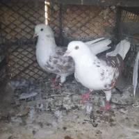 کفتر|پرنده|آق قلا, |دیوار