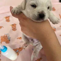 سگ شیتزو فوری