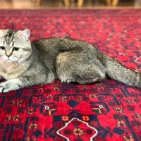 فروش گربه بریتیش اسکاتیش|گربه|آمل, |دیوار