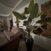 گل پرنده بهشتی