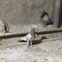 کبوتر گرفتی|پرنده|بهبهان, |دیوار