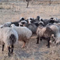 شیشک و میش|حیوانات مزرعه|شیراز, محمدیه|دیوار