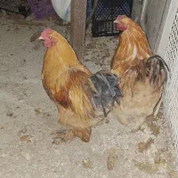 خروس برهما|حیوانات مزرعه|اقبالیه, |دیوار