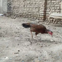 مرغ لاری