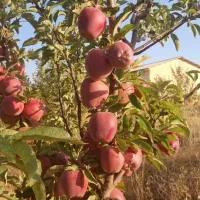 باغبانی و رسیدگی کلی