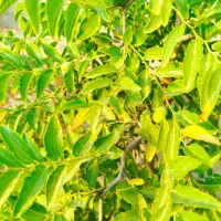 زمین باغی|فروش دفتر صنعتی، کشاورزی، تجاری|حبیب آباد, |دیوار