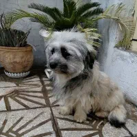 سگ شیتزو تریر