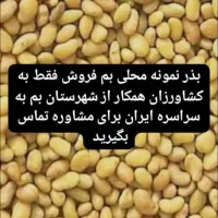 بذر یونجه محلی اصیل بمی اصلاح شده پاک تمیز