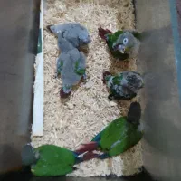 گیریچک سرلاکی یلوساید آناناسی و نرمال|پرنده|ضیابر, |دیوار