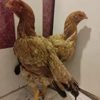 مرغ لاری ششدانگ جوان و سرحال