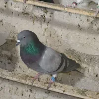 کبوتر خوشکل و زیبا