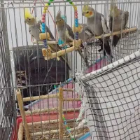 عروس هلندی نر و ماده