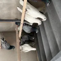 کبوتر پرستار