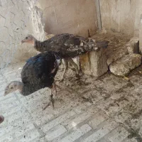 بوقلمون