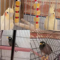 فروش عروس هلندی جفت و مرغ مینا