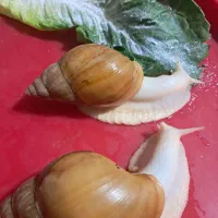 فروش حلزون البینو زیر قیمت بازار