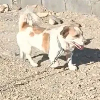 سگ پا کوتاه گمشده