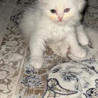 پیشی|گربه|گنبد کاووس, |دیوار