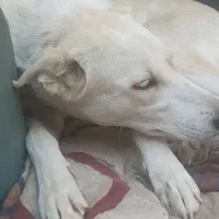 سگ هاسکی نگهبان قیمت خیلی پایین علت فروش کم بود جا