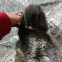 خرگوش نر|موش و خرگوش|خرمآباد, |دیوار