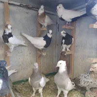 تعدادی کفتر  روی همی