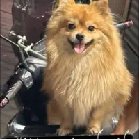 پامرروباهی گمشده تبریزمنطش بهار