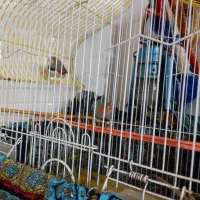 دو عدد فنچ|پرنده|لاهیجان, فیاض|دیوار