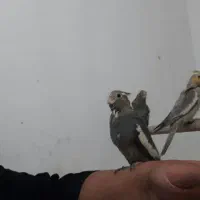 عروس هلندی.مینا.مرغ عشق.طوطی