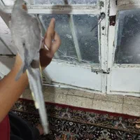 ۶ عدد عروس هلندی دستی وعروس هلندی با جوجه و کوتوله|حراج|مشهد, گاز|دیوار