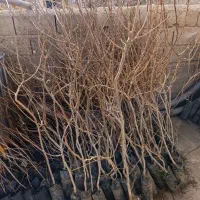 سنجد کبوده پسته پیوندی گردو صنوبر|خدمات باغبانی و درختکاری|اصفهان, آبشار|دیوار