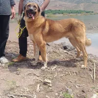 سگ عراقی