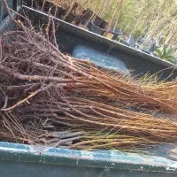 تک و عمده انواع نهال و درخت ریشه ایی موجود|خدمات باغبانی و درختکاری|برخوار, |دیوار