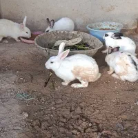 خرگوش مرغ خروس