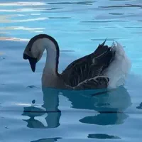 تخم نطفه دار قوغاز