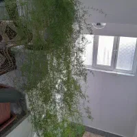 گل شویدی خوشکل