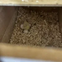 عروس هلندی مولد با قفس|پرنده|شاهینشهر, عطار|دیوار