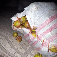 انار ترش
