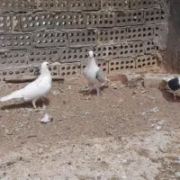 کفتر پشتی گراف عطیقه