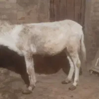 الاغ