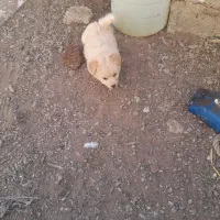 پاکوتاه مینیاتوری نر ریز اصیل نژاد دار جیبی|سگ|میانه, |دیوار