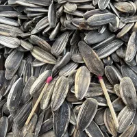 تخمه سنقری نمونه یک کشت اول