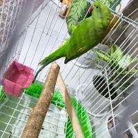 جوجه ملنگو|پرنده|اشتهارد, |دیوار