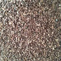 کنجد بومی و تمیز