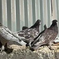 فروش کبوتر سرورر خوش رنگ|پرنده|قم, سالاریه|دیوار